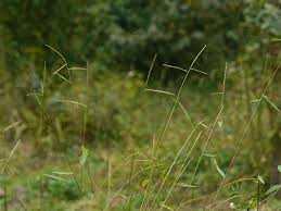 Image result for Microstegium nudum