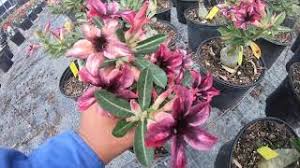 Check spelling or type a new query. Desert Rose Varieties Youtube