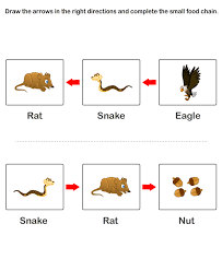Food Chain Worksheet 11 Turtlediary Com Food Chain Worksheet Food Chain Activities Food Chain