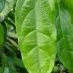 Image result for Napoleonaea septentrionalis