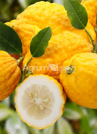 Image result for Citrus medica
