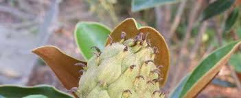 For certain the southern magnolia trees grow well there, but they also grow from south carolina all the way following the atlantic coastline south to florida and extend west beyond louisiana to oklahoma and the eastern parts of texas where we have wonderful specimens growing in our houston subdivision. Magnolia Southern Magnolia Magnolia Grandiflora Little Gem