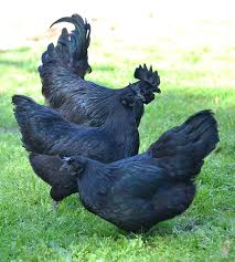 You must impress other tribes to. This Rare Goth Chicken Is 100 Black From Its Feathers To Its Internal Organs And Bones Bored Panda
