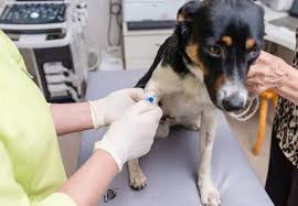 Image result for Chemodectoma