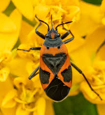 Small Milkweed Bug Lygaeus Kalmii 10mm Genreally Feeds On Milkweed But Has Been Know To Be A Predator Of Other Bugs When M In 2020 Milkweed Reference Images Bugs