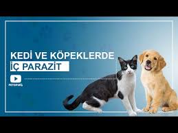 Kedi Ve Kopeklere Ic Parazit Tedavisi Yapilmaz Ise Ne Olur Youtube