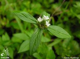 Image result for Spermacoce ruelliae