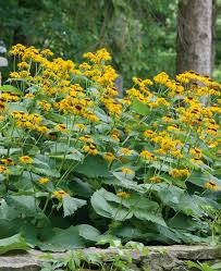 Image result for Inula