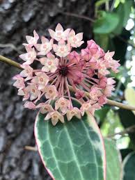 Image result for Carvalhoa macrophylla