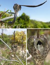 Image result for Ceropegia zambesiaca