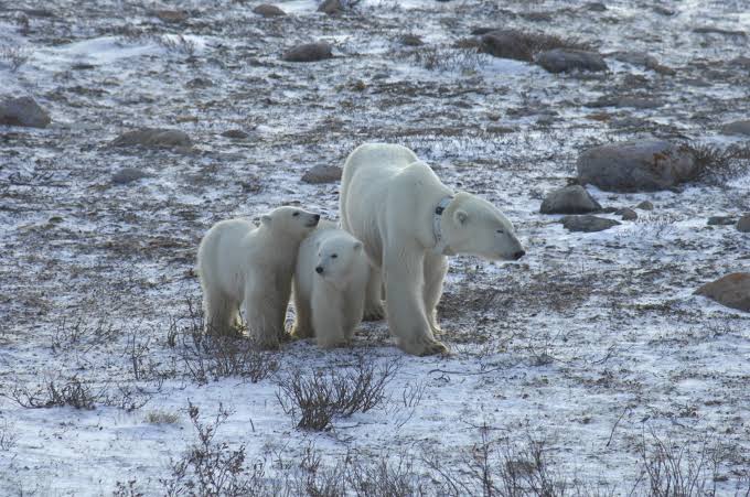 For polar bears, it's survival of the fattest