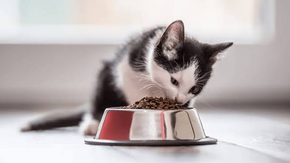 Cat Food