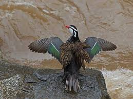 نتيجة بحث الصور عن ‪peru bird watching‬‏