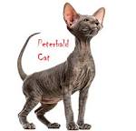 Hairless Peterbald Sphynx - *AVAILABLE KITTENS