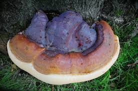 Image result for Ganoderma lucidum