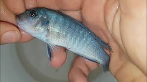 Mavi Prenses Ciklet Ve Yuzlerce Yavrusu Youtube