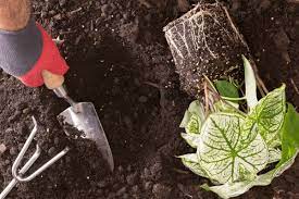 How Long Does Transplant Shock Last Gardening Dream