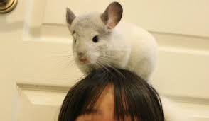 We are hobby breeders of mutation chinchillas located in central florida. Home