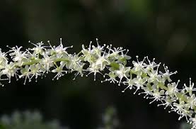 Image result for Basellaceae