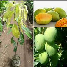 Bibit mangga harum manis buah mangga asli indonesia. Bibit Mangga Harum Manis Pohon Mangga Bibit Buah Mangga Harum Manis Lazada Indonesia