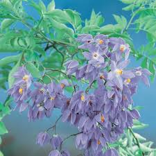 Image result for Solanum seaforthianum