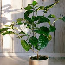 Image result for Gardenia imperialis