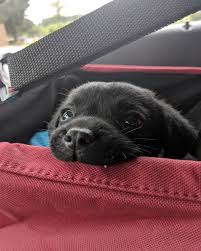 abrill adli kullanicinin doggy panosundaki pin cok sirin hayvanlar sevimli hayvan yavrulari labrador yavrulari