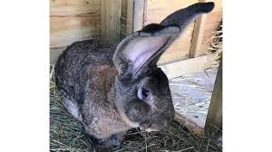 Maybe you would like to learn more about one of these? Mengenal Kelinci Raksasa Mirip Anjing Yang Hilang Di Inggris