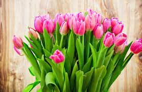Pin De Charity Palmer Em Plante Et Fleure Tulipas No Vaso Flor Tulipa Papel De Parede Flores