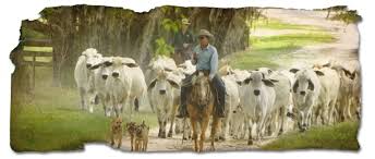 Elite grey brahman bulls in central queensland, australia. Florida Brahman Association