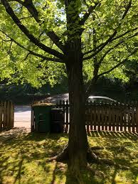 Maybe you would like to learn more about one of these? My Front Yard Is Planted With Moss Instead Of Grass I Have No Idea What Kind I Have No Idea How They Pulled It Off But It S Gorgeous And I Love It