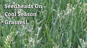 Tall fescue is a cool season grass just like bluegrass or ryegrass. Cool Season Grass Seedheads L Ask The Lawn Care Expert Youtube