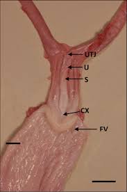 Image result for uterus