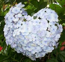 340 likes · 16 talking about this. Hortensia Live Love Laugh
