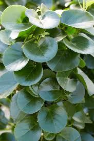 Image result for Cissus rotundifolia