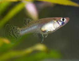 We did not find results for: Gambusia Wikipedia