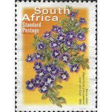 Image result for Aptosimum procumbens