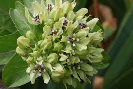 Free Image Of Antelope Horn Milkweed Close Up By Sheila Brown In 2020 Milkweed Antelope Horns Antelope