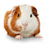 Some people prefer to get their guinea pigs from breeders. Guinea Pigs For Sale Buy Live Guinea Pigs For Sale Petco