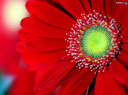 Flowers Wallpaper Beautiful Beautiful Flowers Images Beautiful Flowers Flower Images