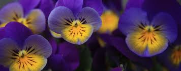 White colored flowers are especially suited to cancerians. What Flower Represents Cancer