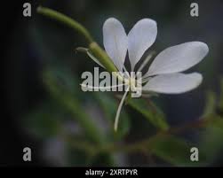 Image result for Cleome aculeata