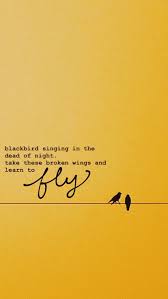 Black Bird Singing In The Dead Of Night Meaning Blackbird Wallpaper