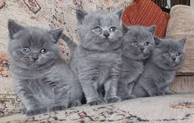 45 likes · 38 talking about this. Cute Grey British Shorthair Kitten Novocom Top