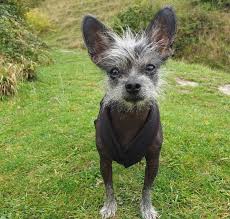 We have two adorable teacup maltipoo/chinese crested mix young puppies. The Top 30 Chihuahua Mixes That You Ll Absolutely Adore K9 Web