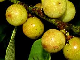 Image result for Bridelia ripicola