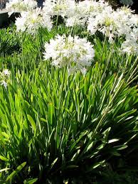 Image result for Agapanthus praecox
