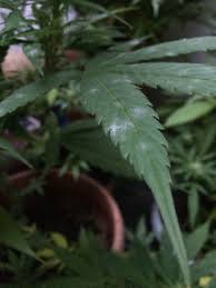 He mentioned how they were not pimples, so he couldn't pop hey tragedy, though i am not a doctor, the white bumbs around the glands of the. Hemp Cannabis Sativa Powdery Mildew Pacific Northwest Pest Management Handbooks