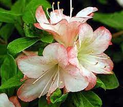 Rhododendron Of The Year Awards For North East Usa Region Azaleas Plants White Azalea