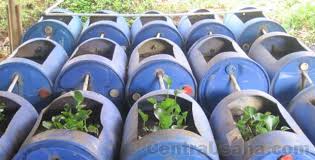 Selain itu cara budidaya belut ini dapat menurunkan angka kanibalisme. Budidaya Belut Dalam Drum Siasati Lahan Terbatas Tanpa Kolam
